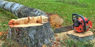 Trusted Cathedral City, CA Tree Removal Experts