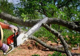 Best Fruit Tree Pruning  in Thedral City, CA