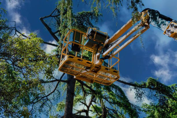 Best Arborist Consultation Services  in Thedral City, CA