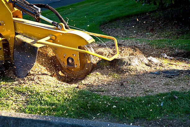 Best Hazardous Tree Removal  in Thedral City, CA