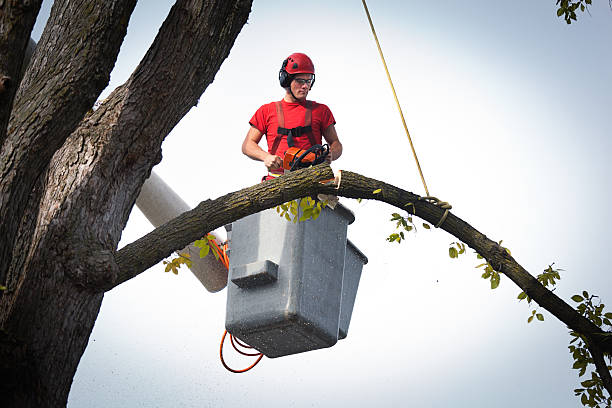 Best Tree Preservation Services  in Thedral City, CA