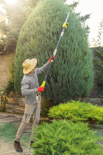  Thedral City, CA Tree Removal Pros