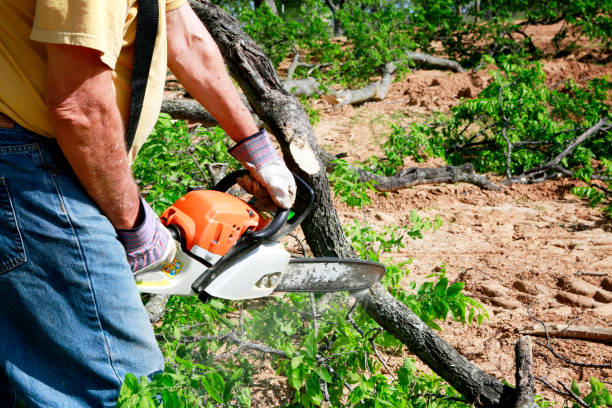 Best Tree Disease Treatment  in Thedral City, CA